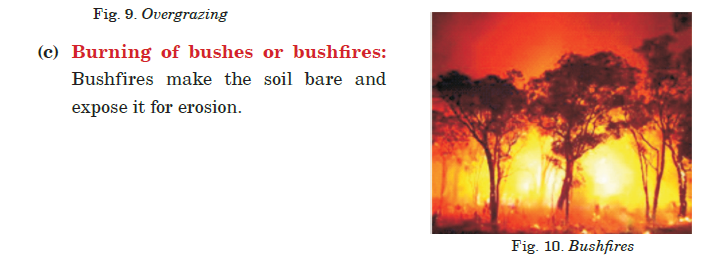 burning of bushes