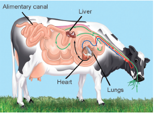 Discussing the Functions of Internal Organs of a Cow