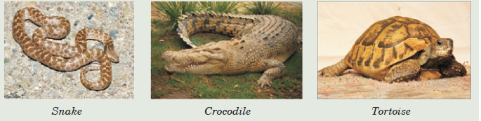 Carrying out Major Characteristics of Reptiles