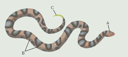 Identifying External Features of a Snake