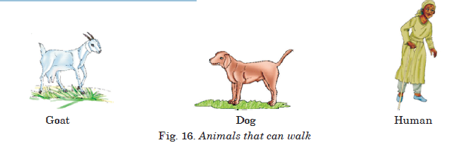 Fig. 16. Animals that can walk