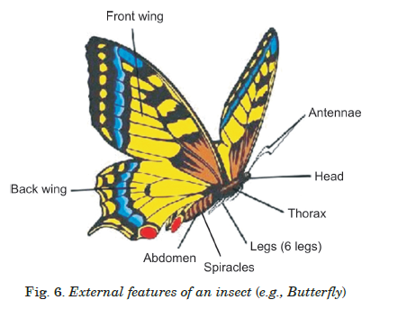 Fig. 6. External features of an insect (e.g., Butterfly)