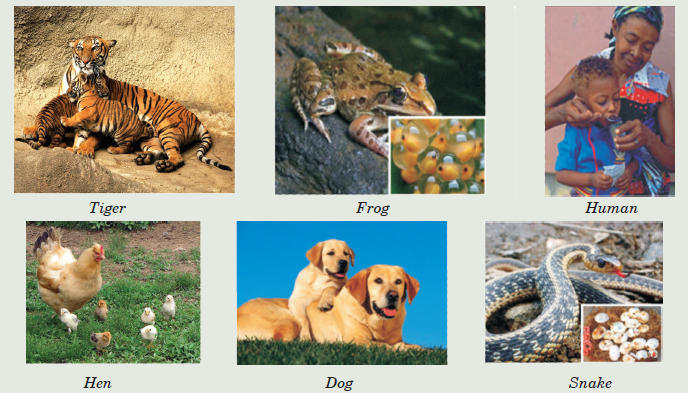 Grouping Animals According to their Reproductive Mode