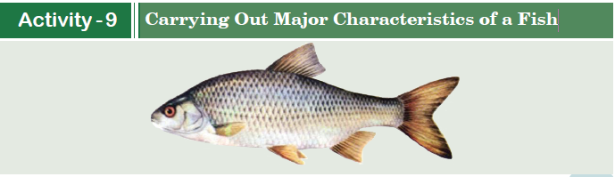 Carrying Out Major Characteristics of a Fish
