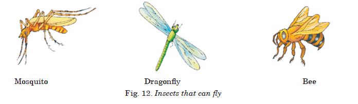 Fig. 12. Insects that can fly