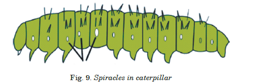 Spiracles in caterpillar