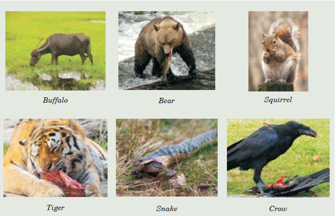 Grouping Animals According to the Feeding Mode