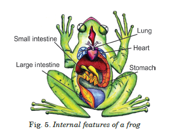 main internal body parts of a frog