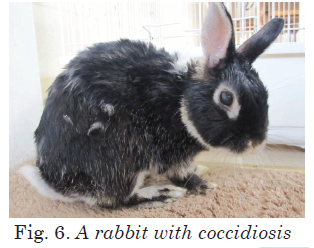 A rabbit with coccidiosis