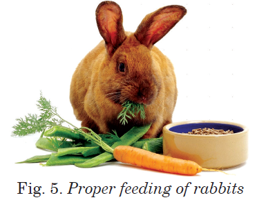 Proper feeding of rabbits