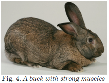 A buck with strong muscles