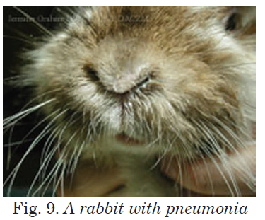A rabbit with pneumonia