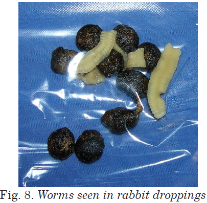 Worms seen in rabbit droppings