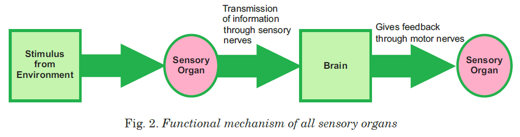 Fig. 2. Functional mechanism of all sensory organs