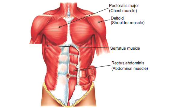 Major muscles of the trunk