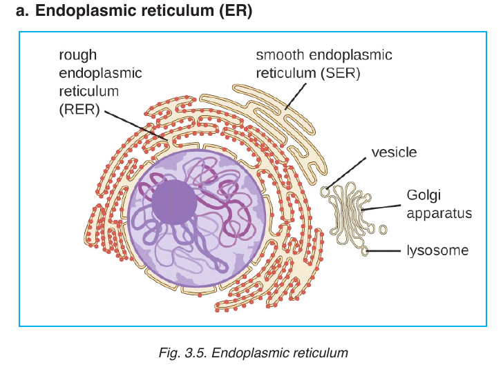 Course: Integrated Science LE_SSE, Topic: UNIT 3: CELL STRUCTURE