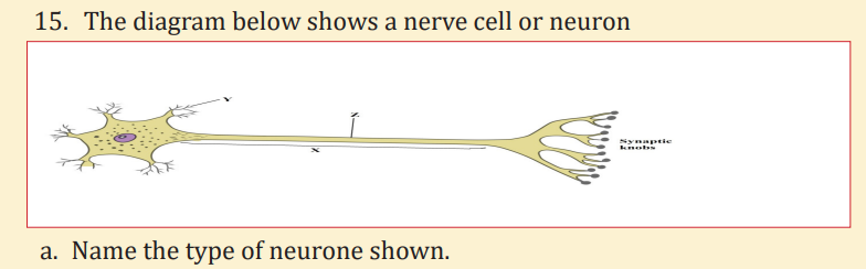 Bio 115-21 Neuron and Glia Drawings.docx - Biology 115: Organismal