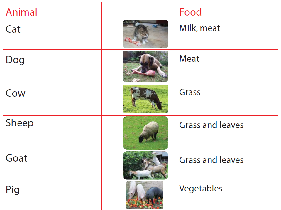 Course: English, Topic: UNIT 8 : Animals at home
