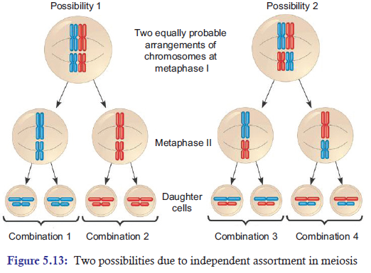An organism has two pair of chromosomes (i.e., chromosome number = 4).  Diagrammatically represent the chromosomal arrangement during different  phases of meiosis-II.