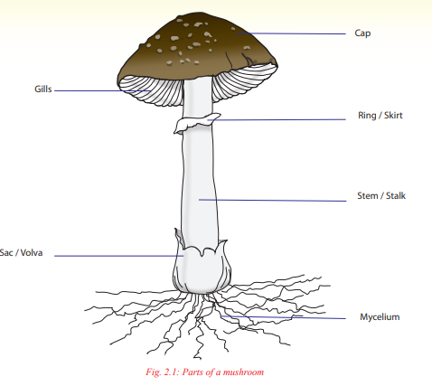 Course: Farming (Agriculture and Animal husbandry), Topic: UNIT 2:MUSHROOMS
