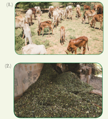 Course: Farming (Agriculture and Animal husbandry), Topic: UNIT 4 : FODDER