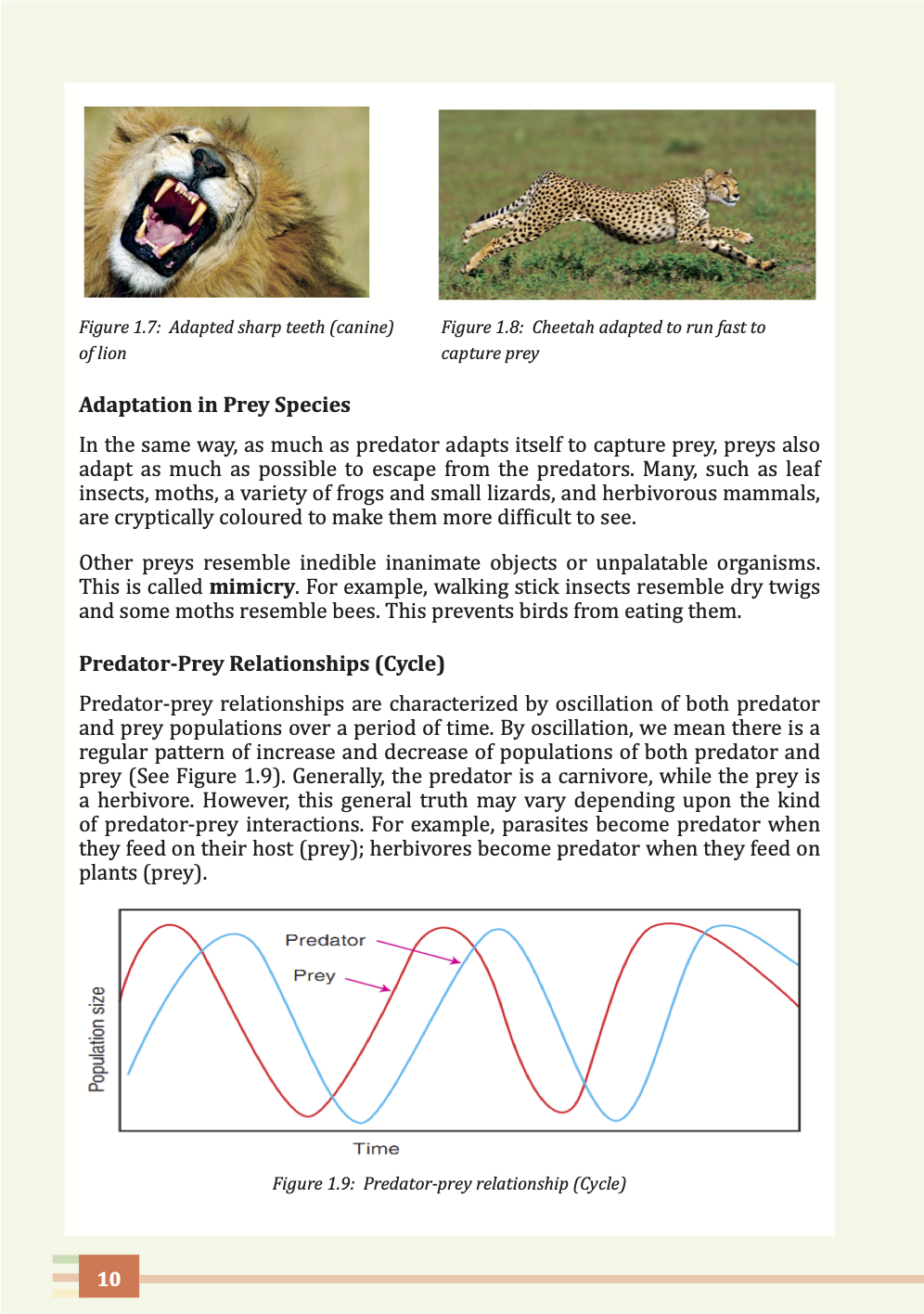 Figure 1.7: Adapted sharp teeth (canine) Figure 1.8: Cheetah adapted to run fast to 
of lion capture prey 

Adaptation in Prey Species 

In the same way, as much as predator adapts itself to capture prey, preys also 
adapt as much as possible to escape from the predators. Many, such as leaf 
insects, moths, a variety of frogs and small lizards, and herbivorous mammals, 
are cryptically coloured to make them more difficult to see. 

Other preys resemble inedible inanimate objects or unpalatable organisms. 
This is called mimicry. For example, walking stick insects resemble dry twigs 
and some moths resemble bees. This prevents birds from eating them.

Predator-Prey Relationships (Cycle)

Predator-prey relationships are characterized by oscillation of both predator 
and prey populations over a period of time. By oscillation, we mean there is a 
regular pattern of increase and decrease of populations of both predator and 
prey (See Figure 1.9). Generally, the predator is a carnivore, while the prey is 
a herbivore. However, this general truth may vary depending upon the kind 
of predator-prey interactions. For example, parasites become predator when 
they feed on their host (prey); herbivores become predator when they feed on 
plants (prey).

Figure 1.9: Predator-prey relationship (Cycle)
